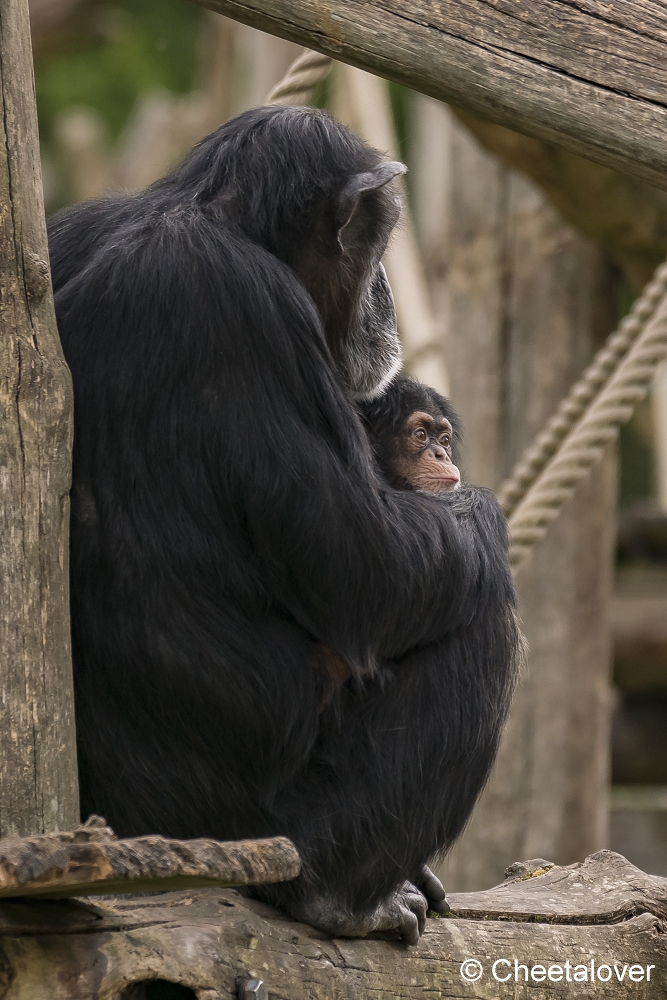 DSC00452.JPG - Chimpansee met jong