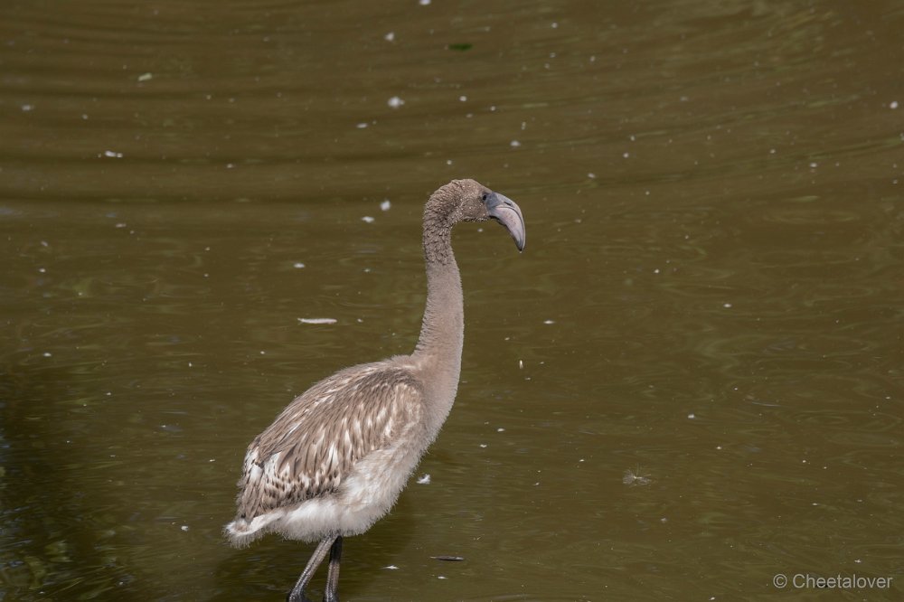 DSC00014.JPG - Afrikaanse Flamingo