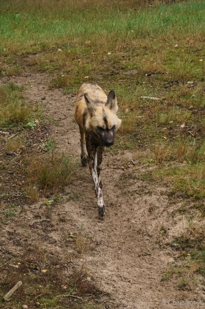 DSC00074.JPG - Afrikaanse Wilde Hond