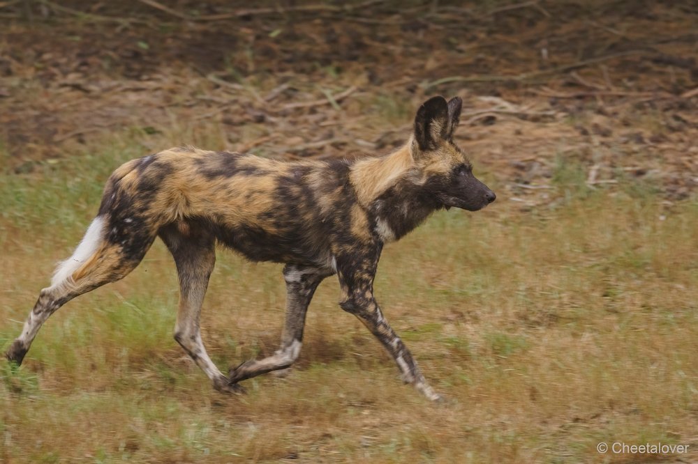 DSC00125.JPG - Afrikaanse Wilde Hond